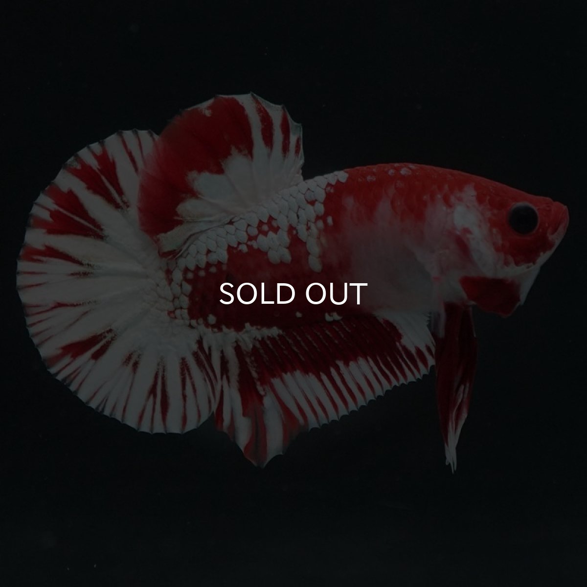 画像7: HMPK　ファンシーレッド　ホワイトスケール (7)