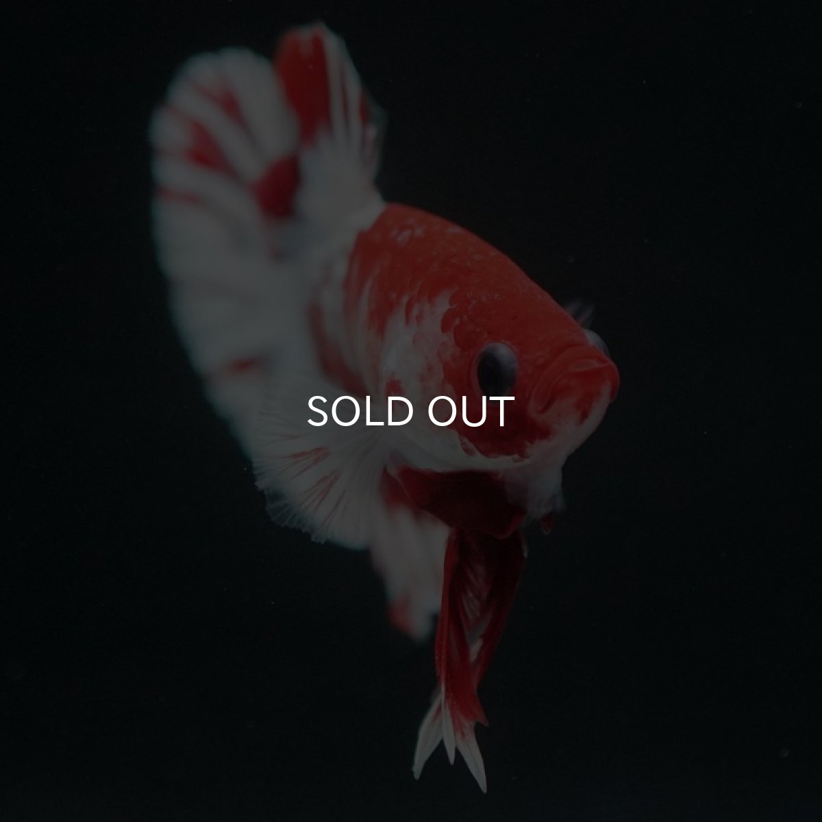 画像6: HMPK　ファンシーレッド　ホワイトスケール (6)