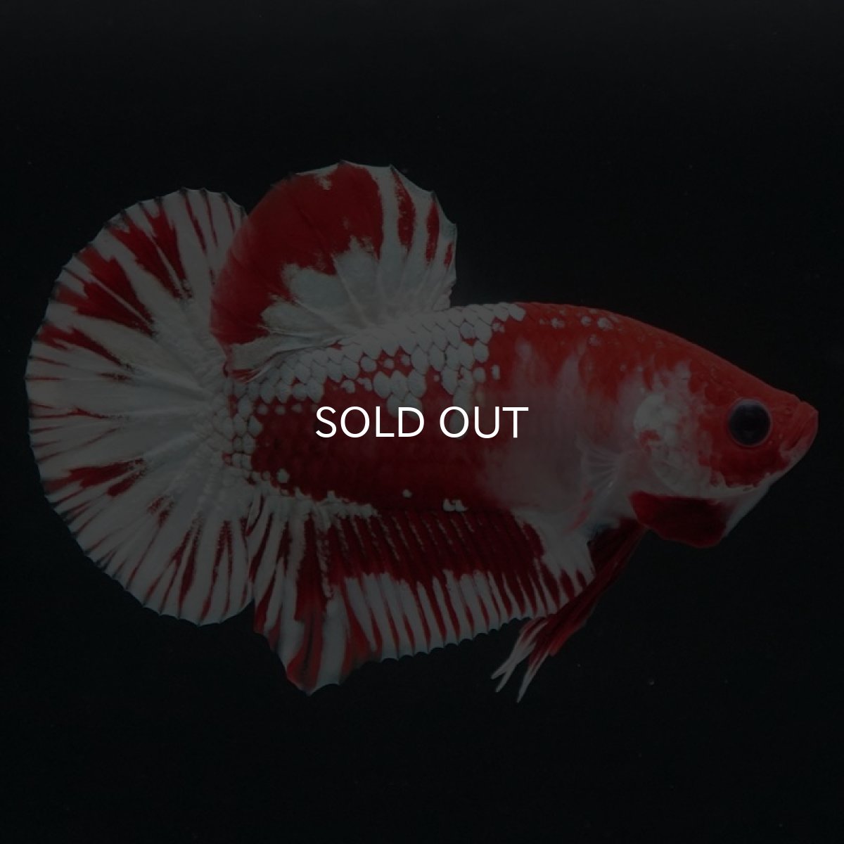 画像4: HMPK　ファンシーレッド　ホワイトスケール (4)