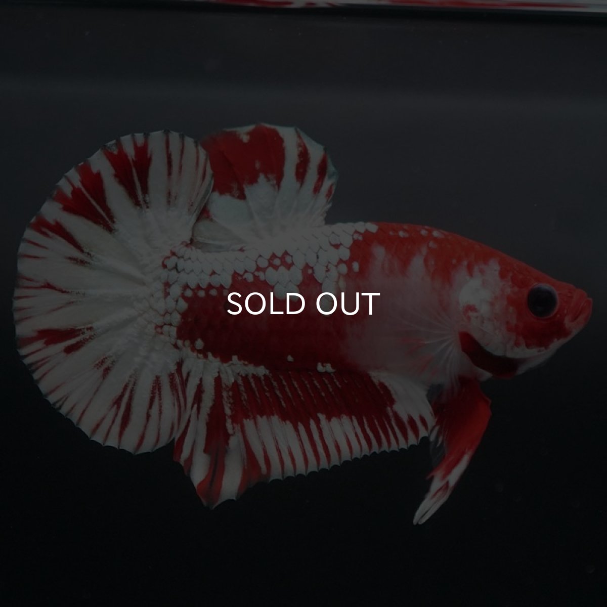 画像2: HMPK　ファンシーレッド　ホワイトスケール (2)