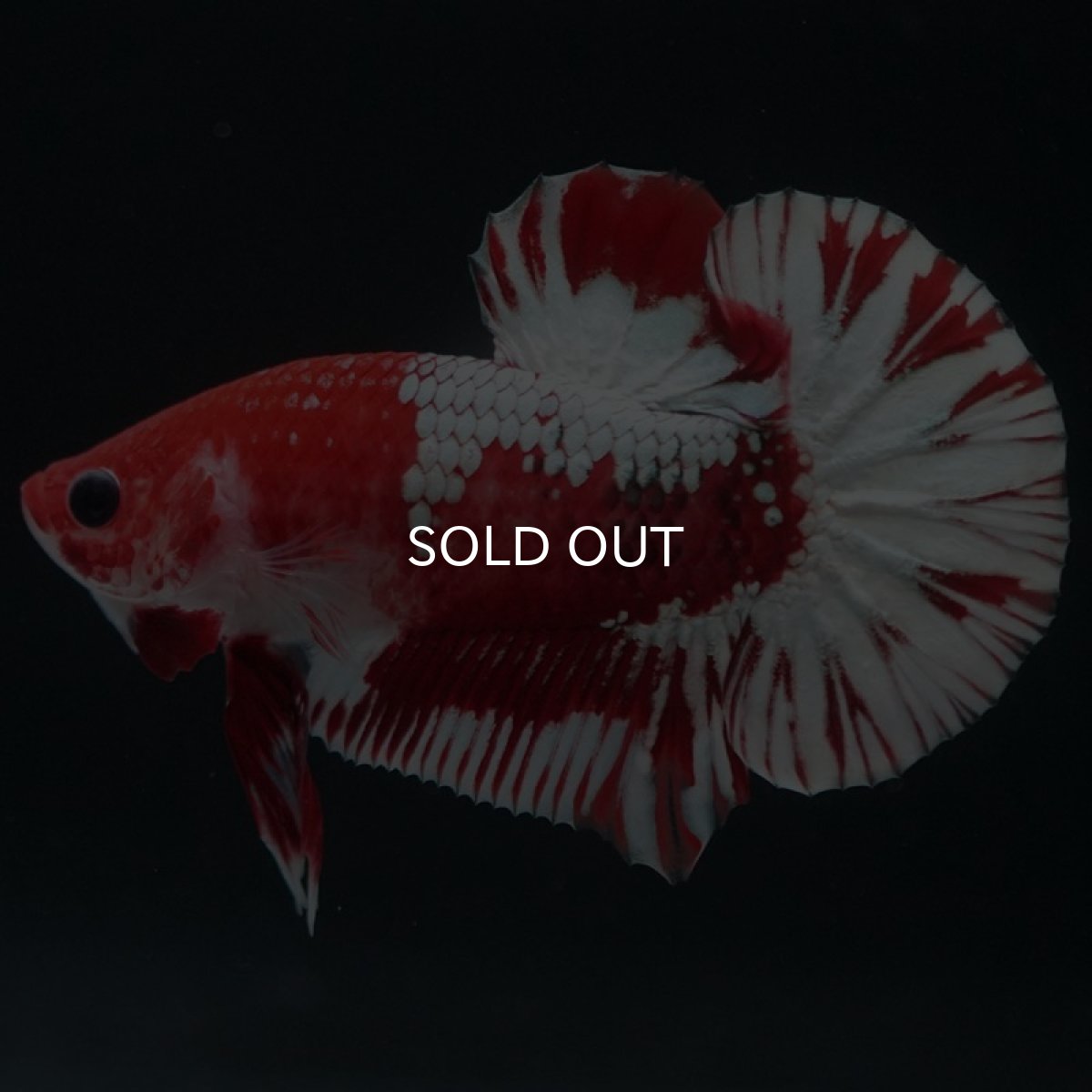 画像3: HMPK　ファンシーレッド　ホワイトスケール (3)