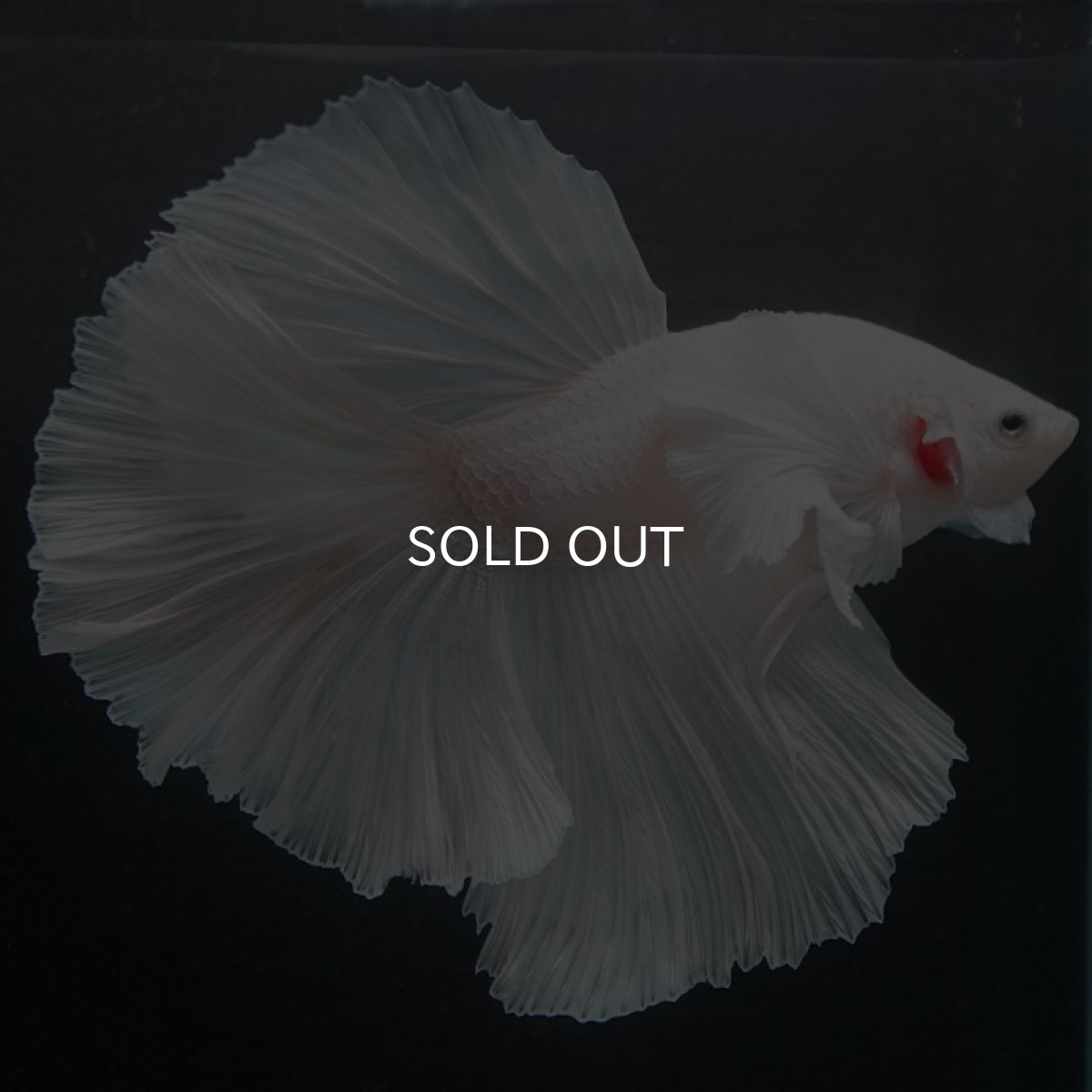 画像2: HMダンボ　ホワイト (2)