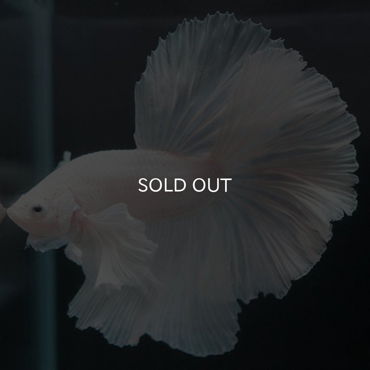 画像3: HMダンボ　ホワイト (3)