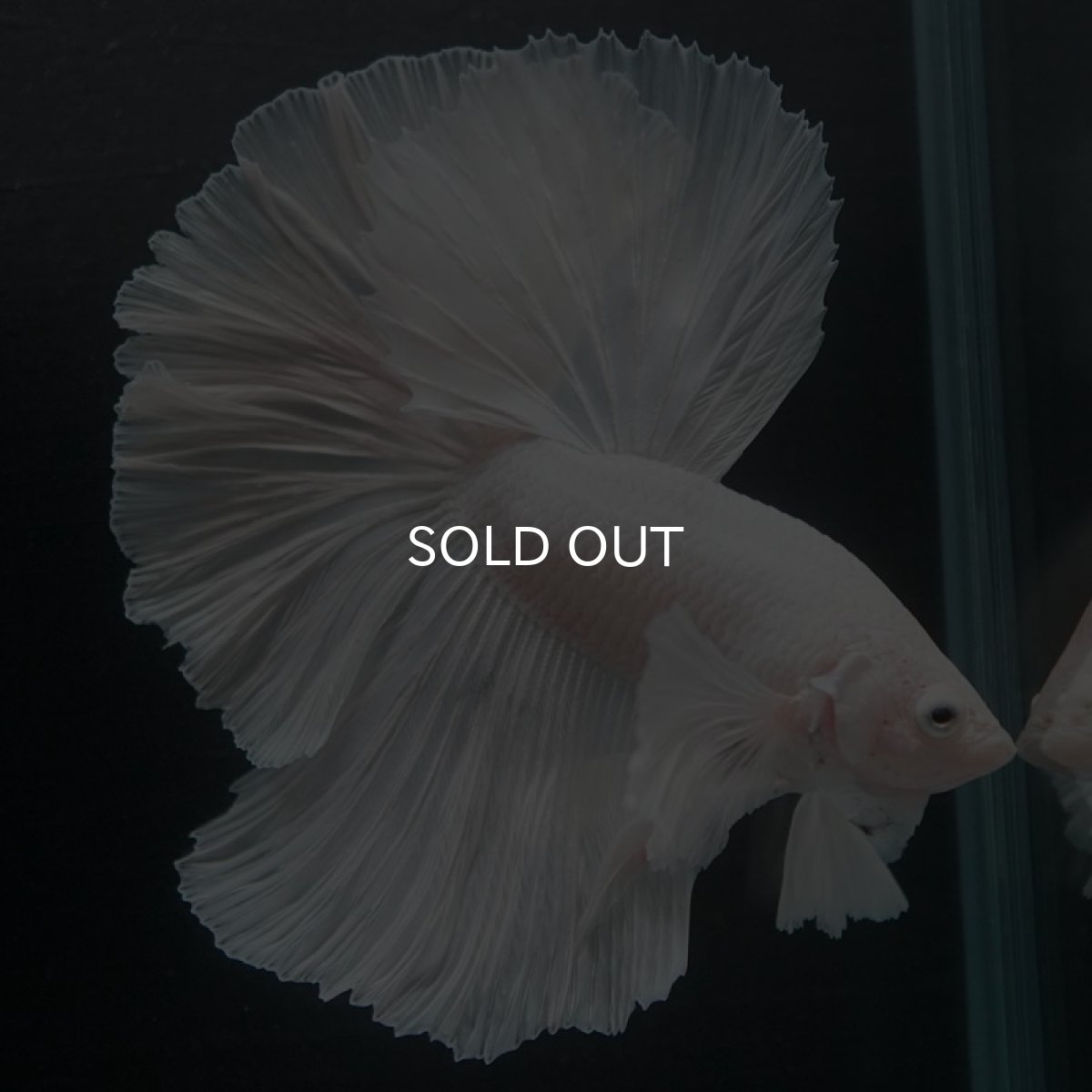 画像4: HMダンボ　ホワイト (4)