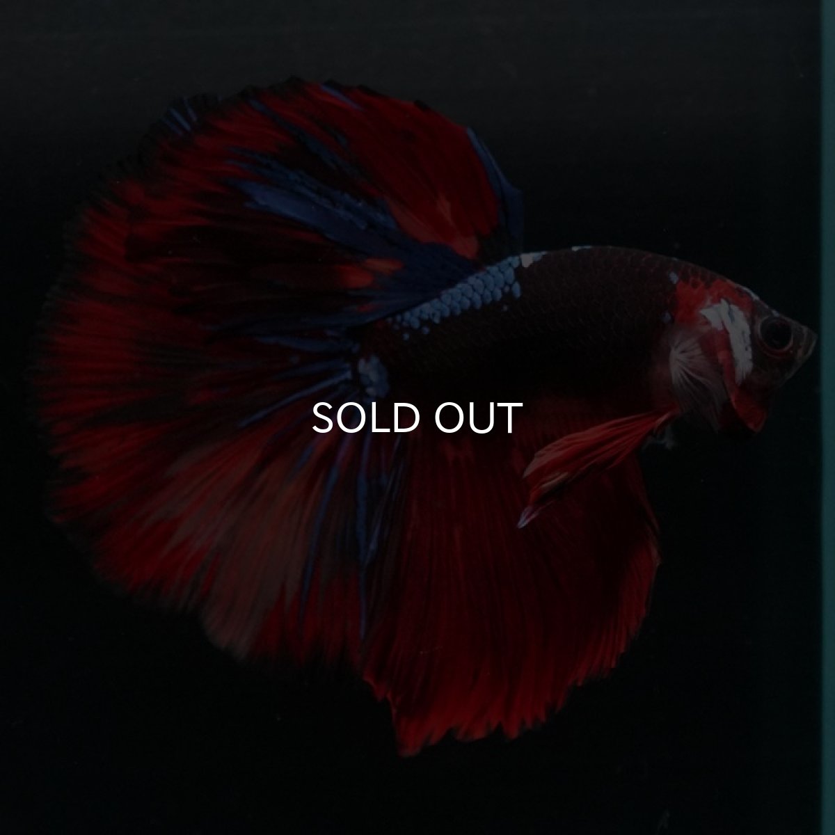 画像6: HM　ブラックキャンディ (6)