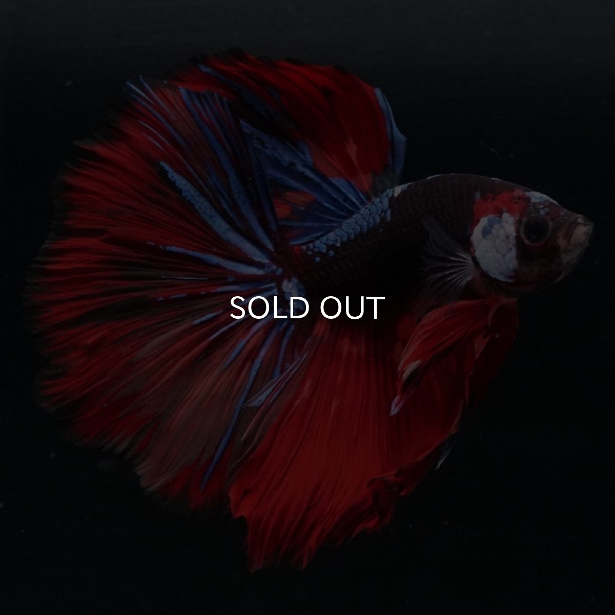 画像2: HM　ブラックキャンディ (2)