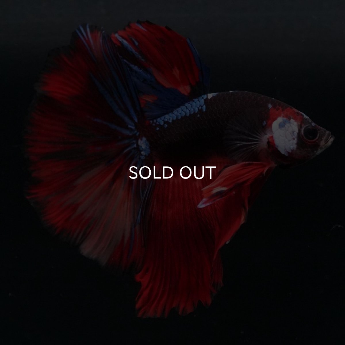 画像5: HM　ブラックキャンディ (5)