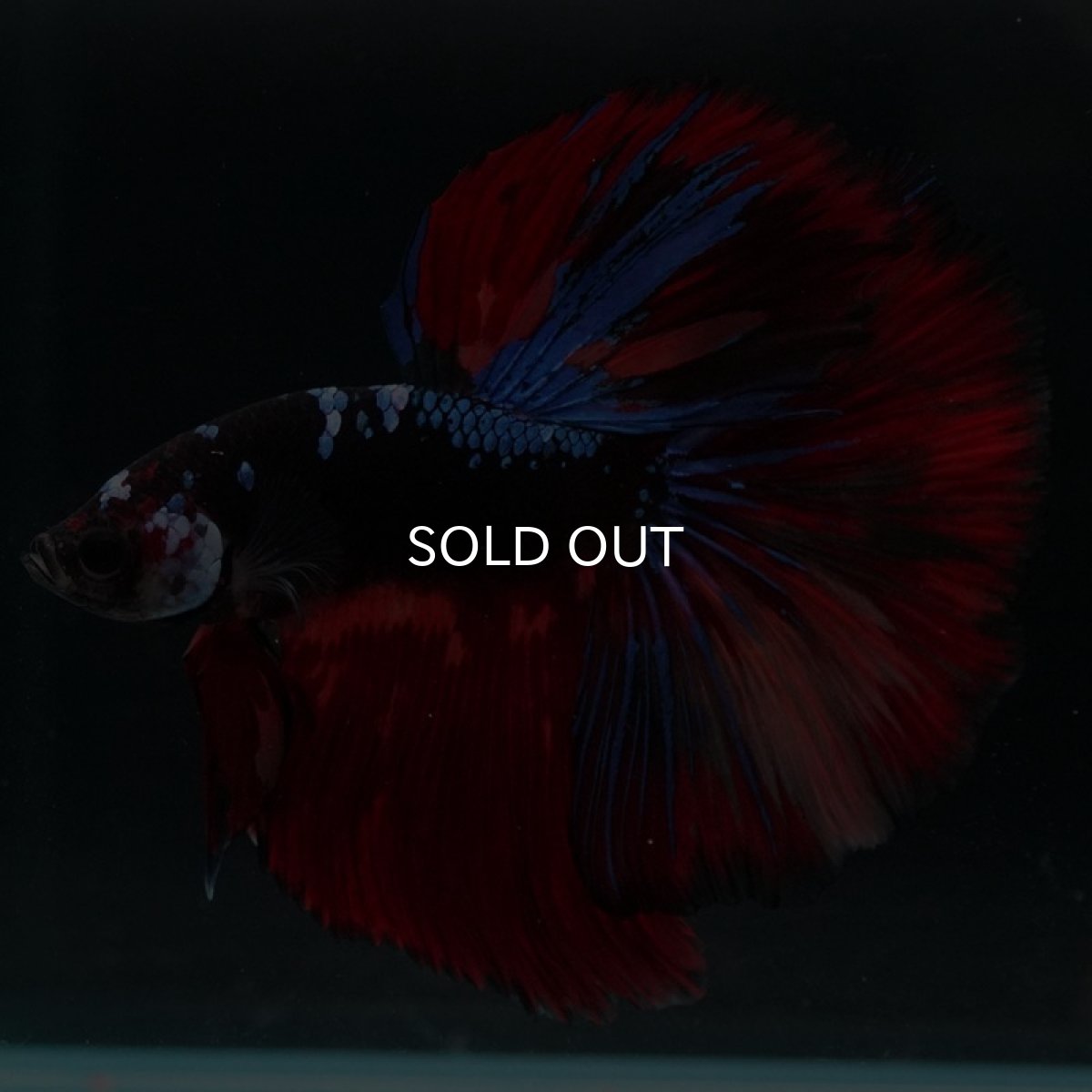 画像4: HM　ブラックキャンディ (4)