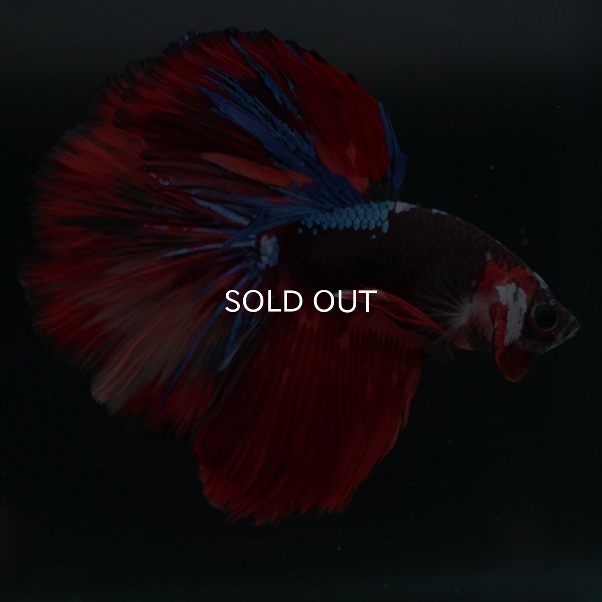 画像3: HM　ブラックキャンディ (3)