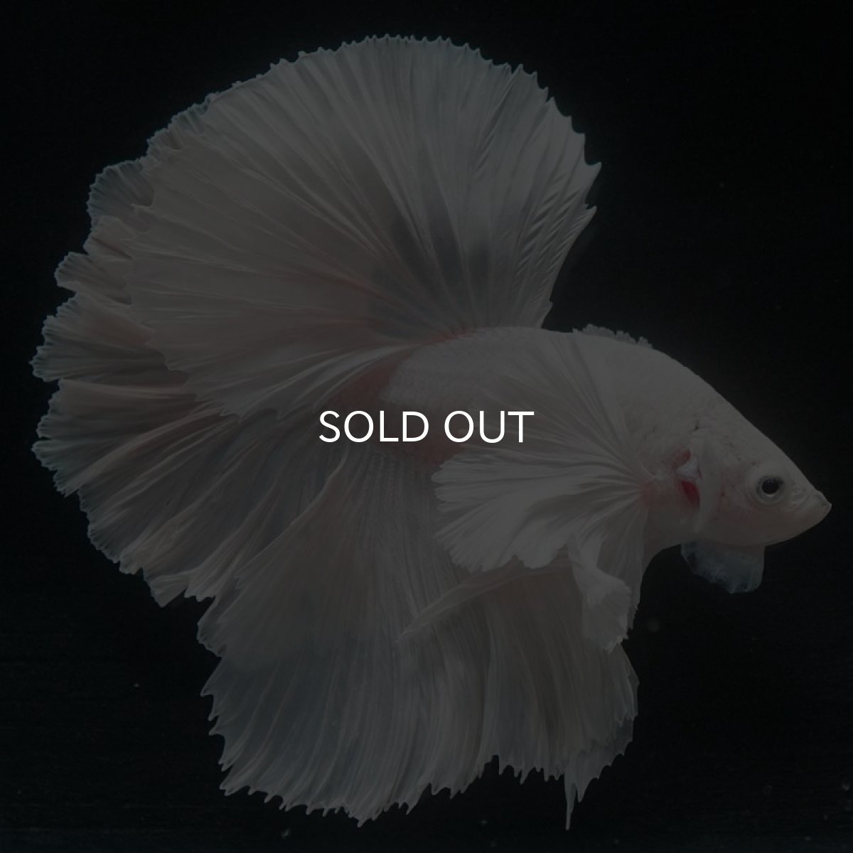 画像3: HMダンボ　ホワイト (3)