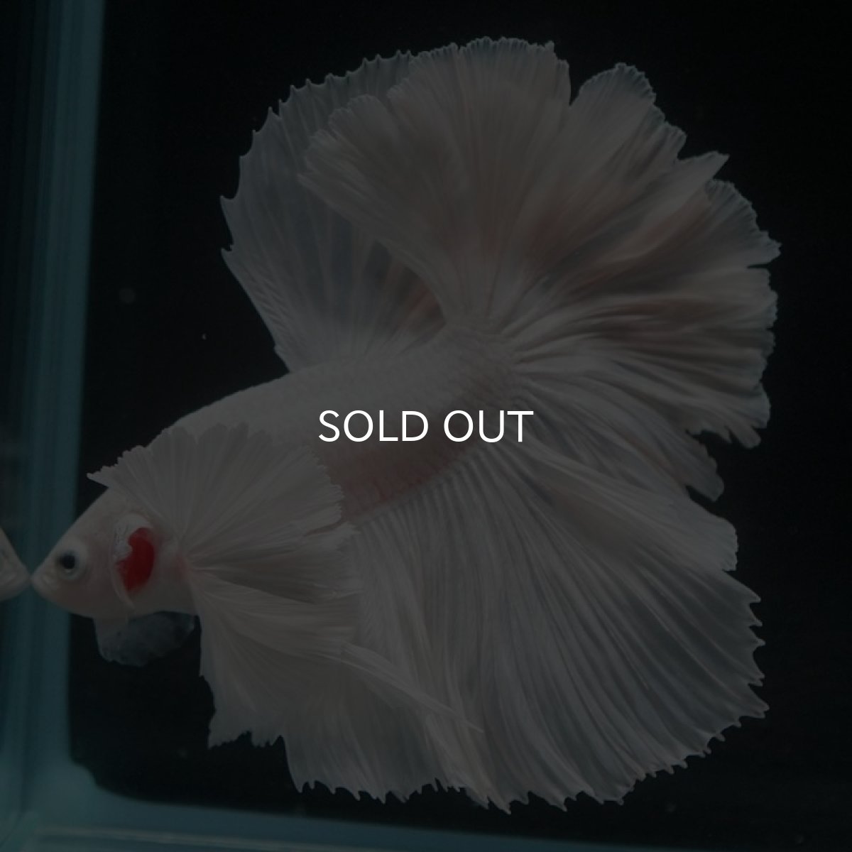 画像2: HMダンボ　ホワイト (2)