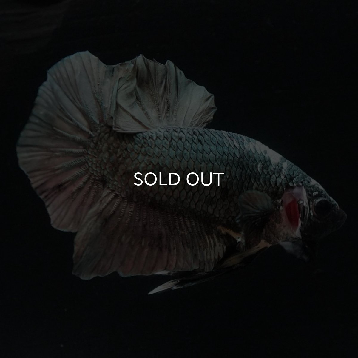 画像8: HMPK　カッパー (8)