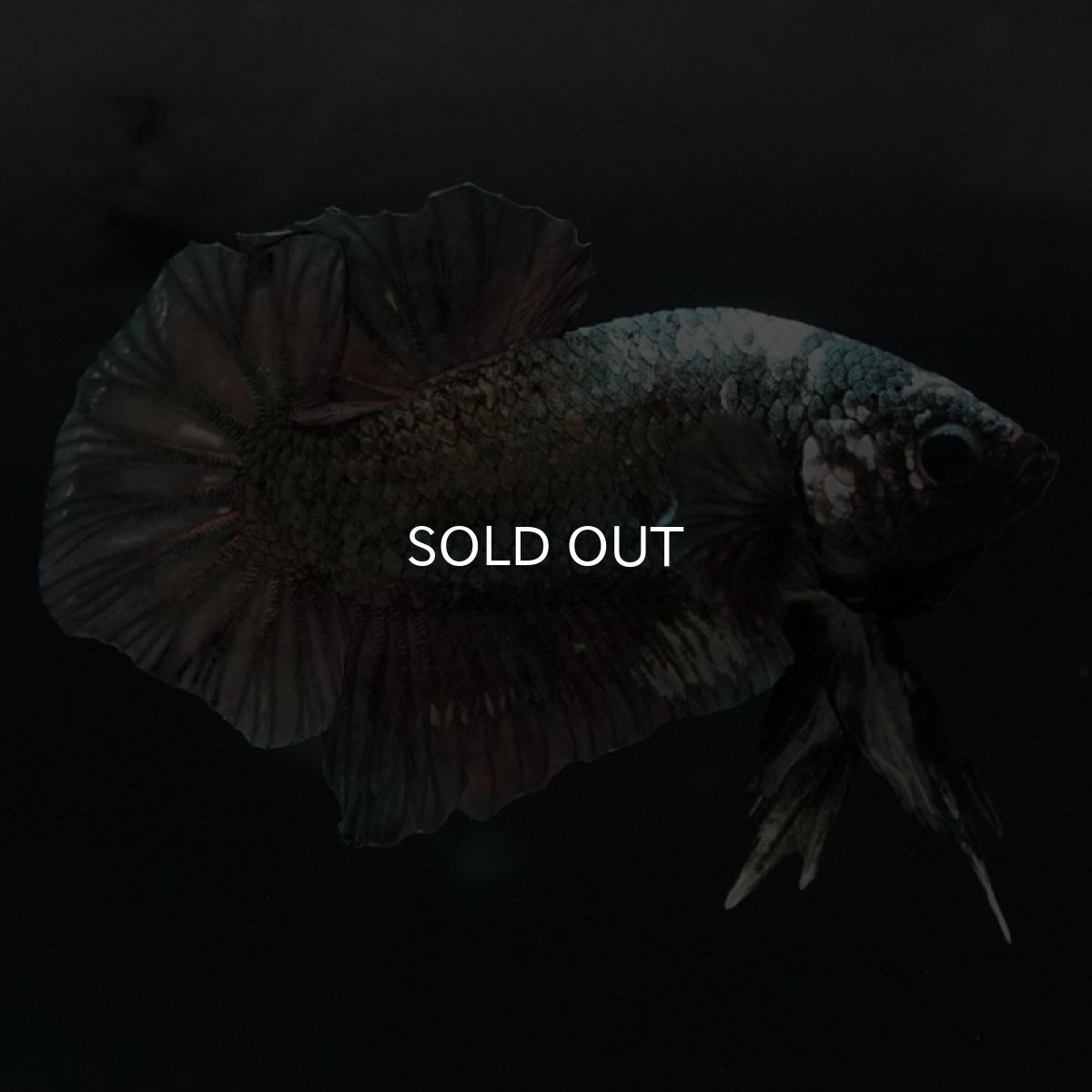 画像4: HMPK　カッパー (4)