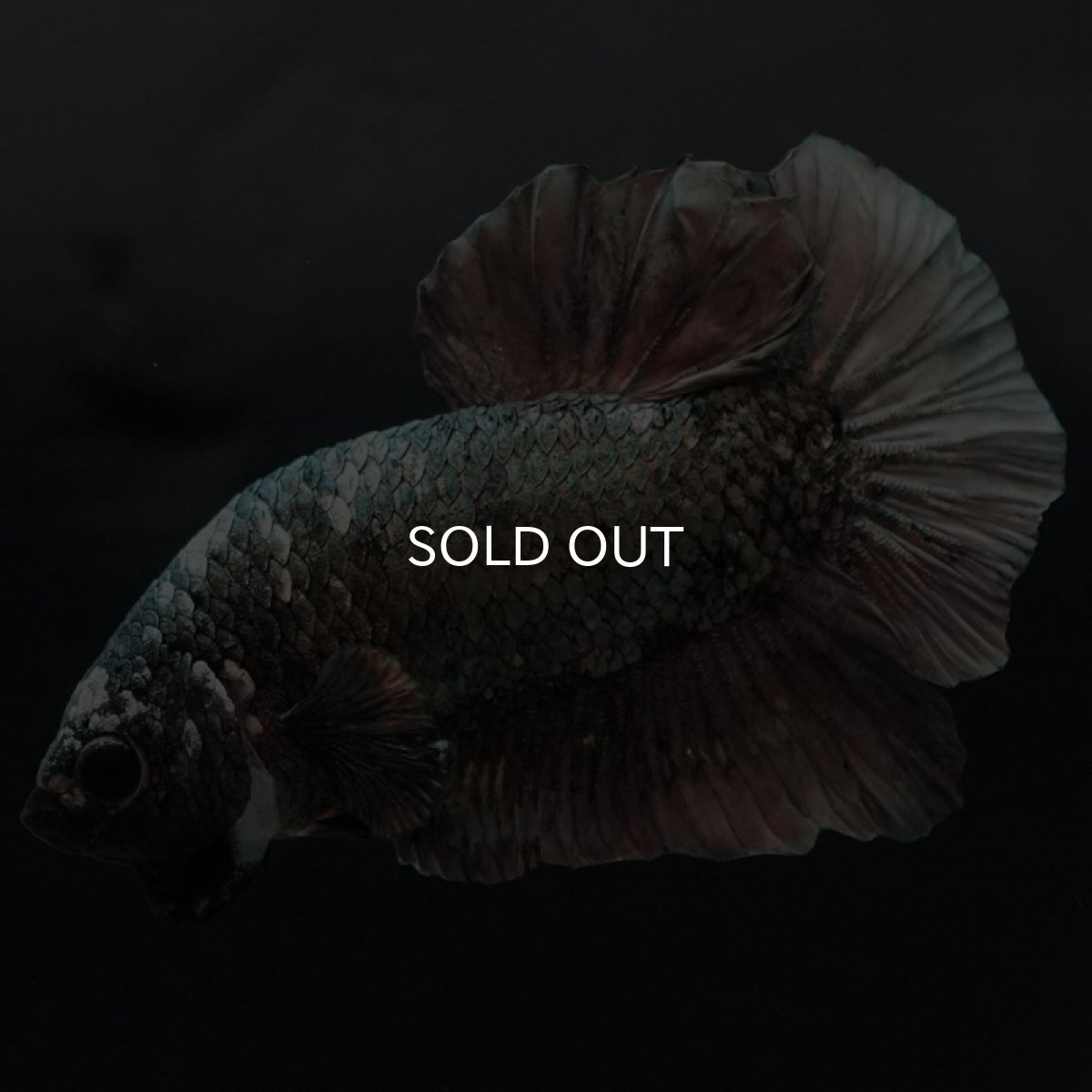 画像7: HMPK　カッパー (7)