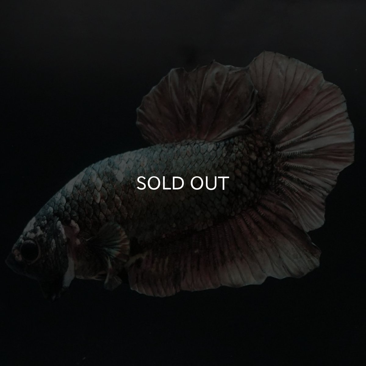 画像5: HMPK　カッパー (5)