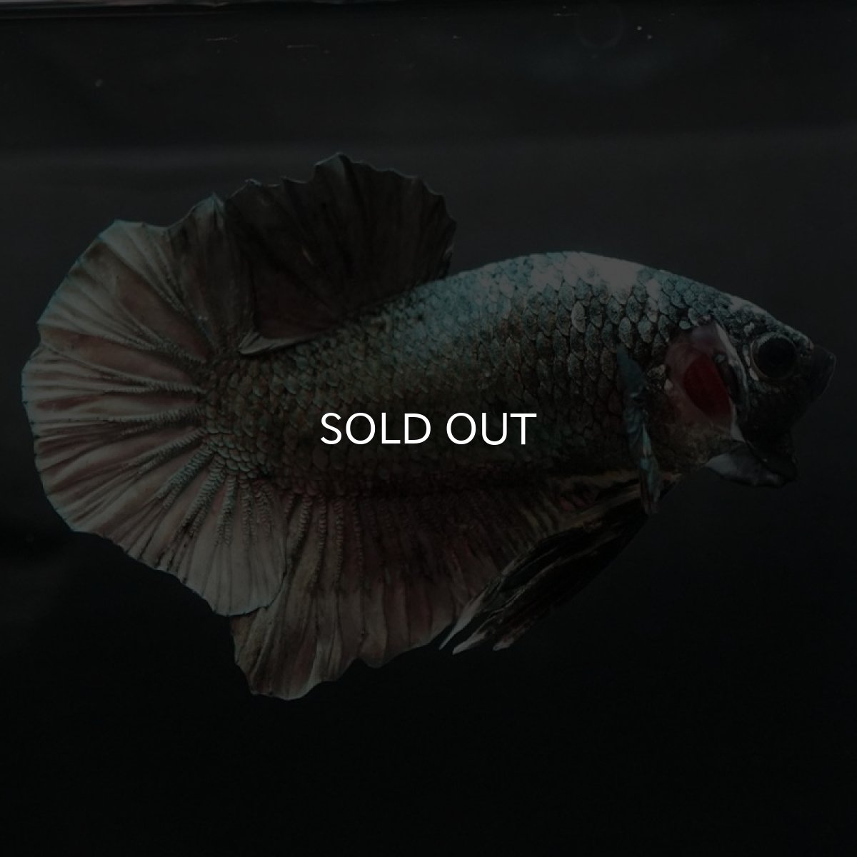 画像2: HMPK　カッパー (2)