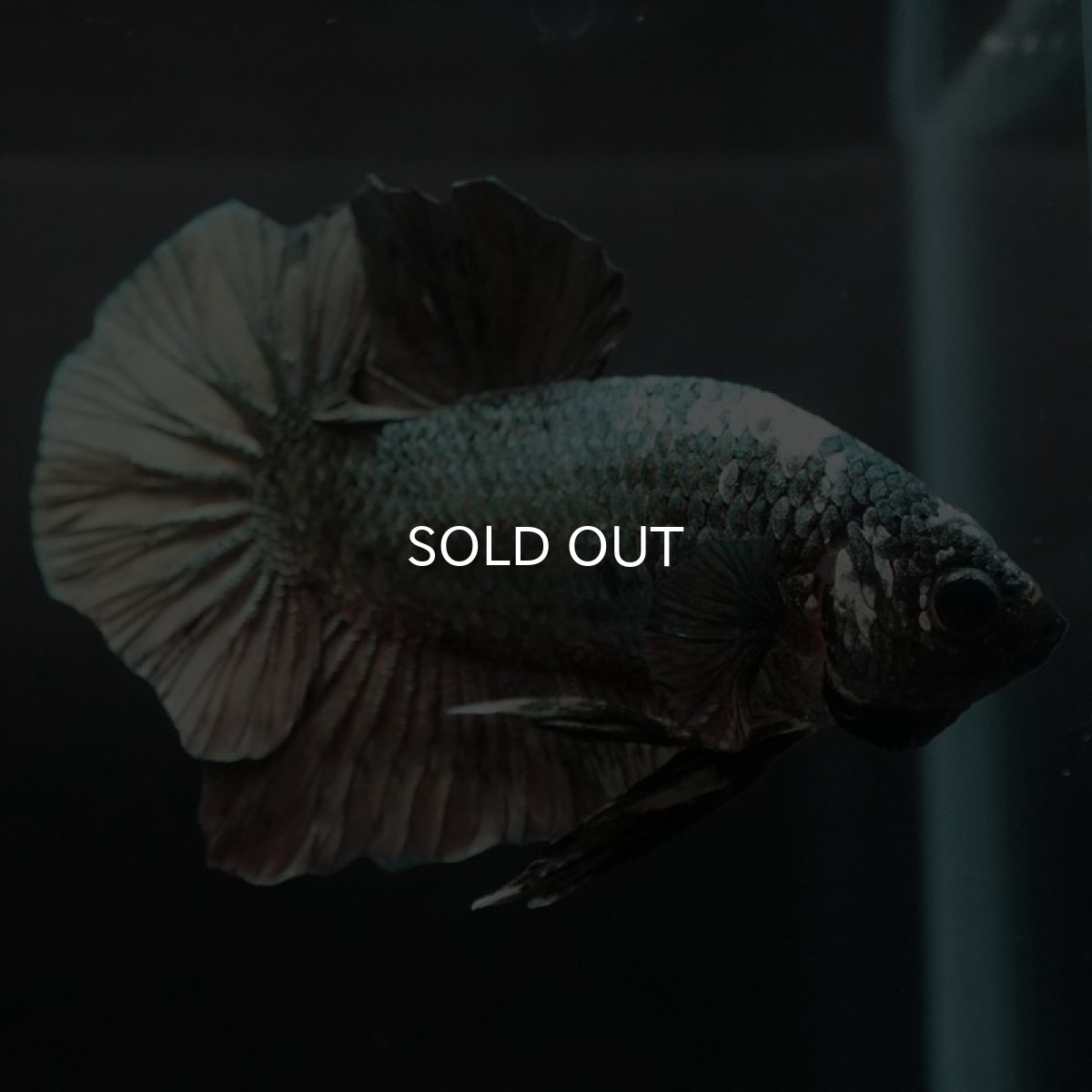 画像6: HMPK　カッパー (6)