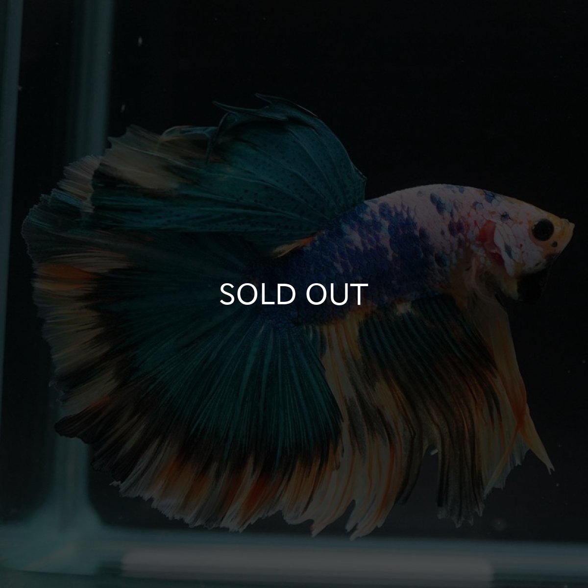 画像5: HM　イエローファンシー (5)