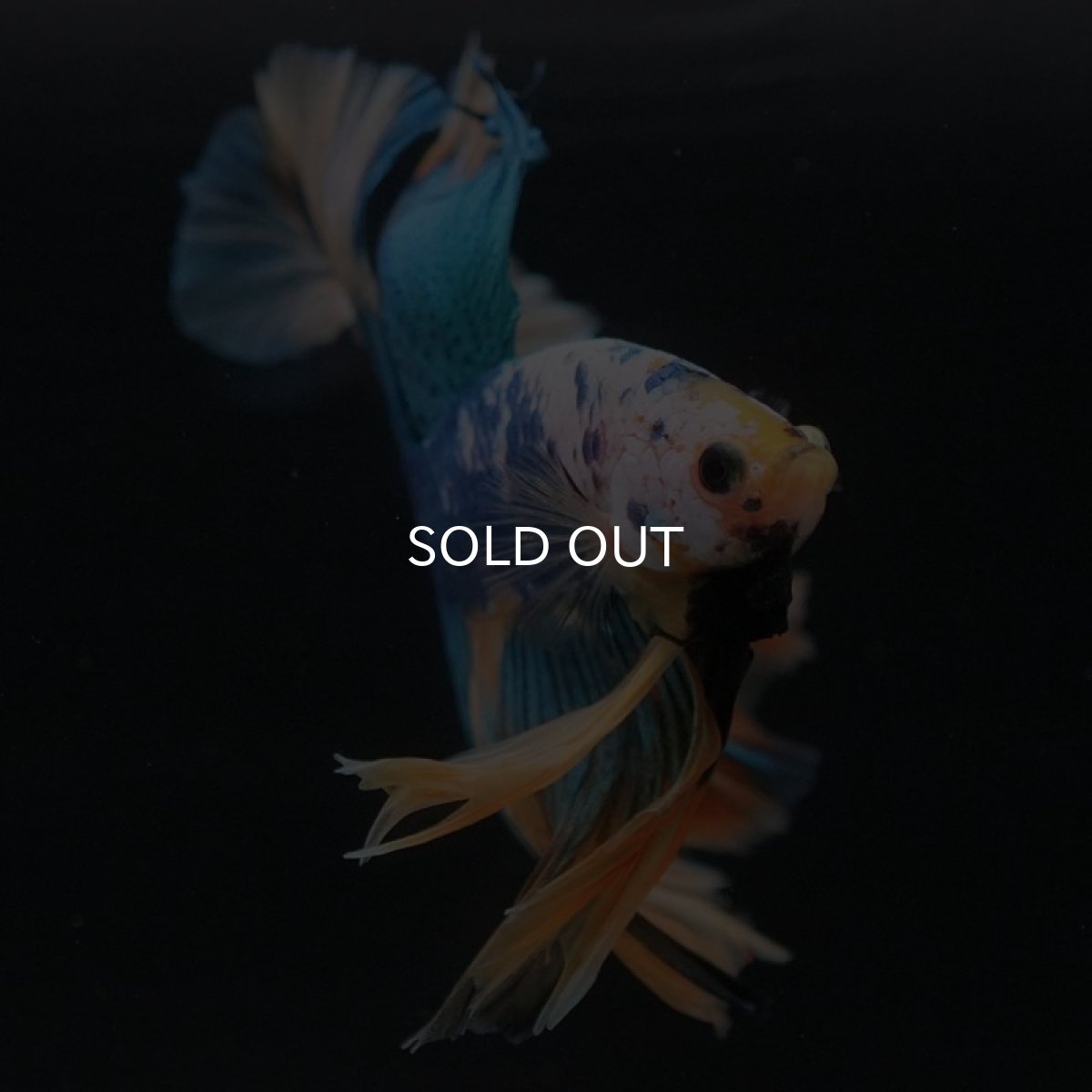 画像2: HM　イエローファンシー (2)