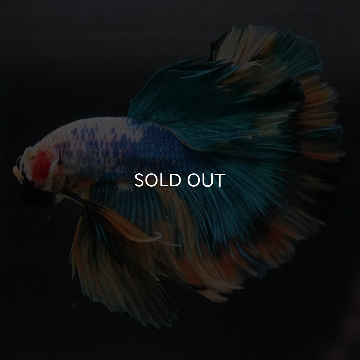 画像4: HM　イエローファンシー (4)