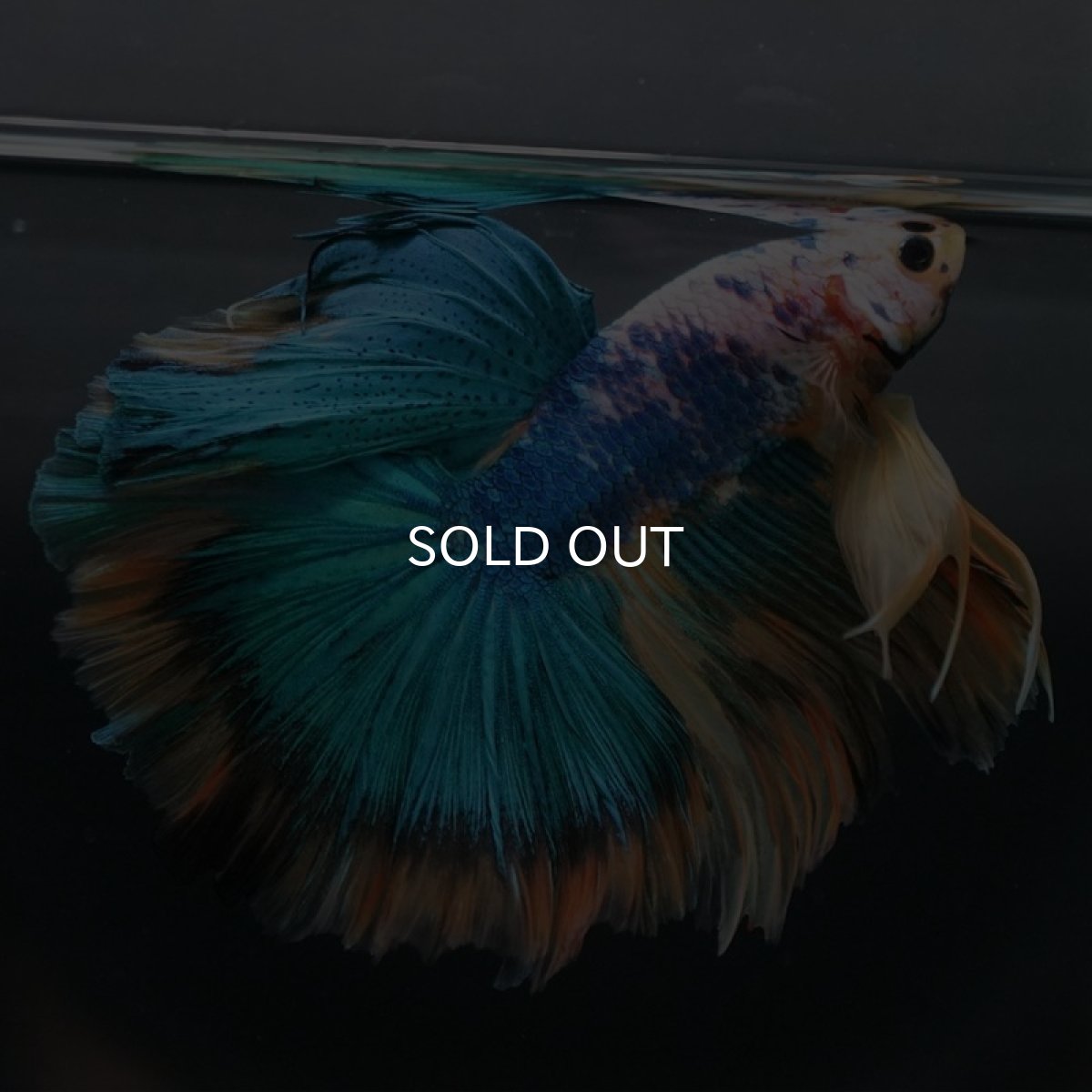 画像3: HM　イエローファンシー (3)