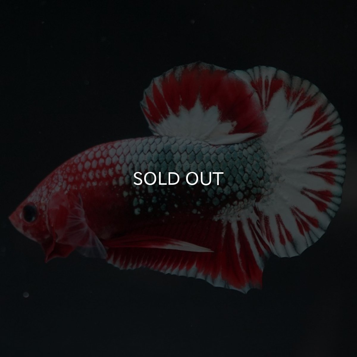 画像7: HMPK　ヘルボーイ (7)