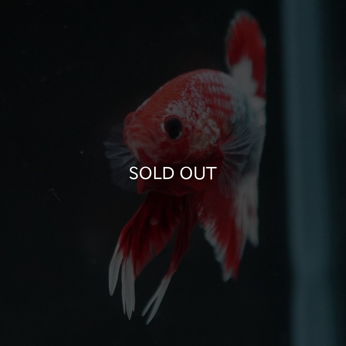 画像5: HMPK　ヘルボーイ (5)