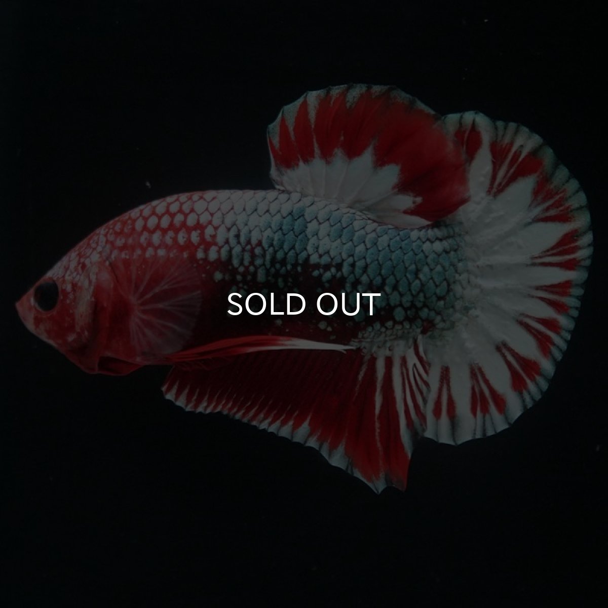 画像4: HMPK　ヘルボーイ (4)