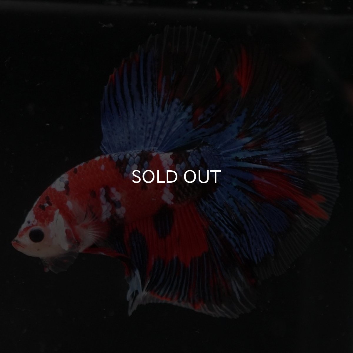 画像6: HM　鯉ギャラクシー (6)