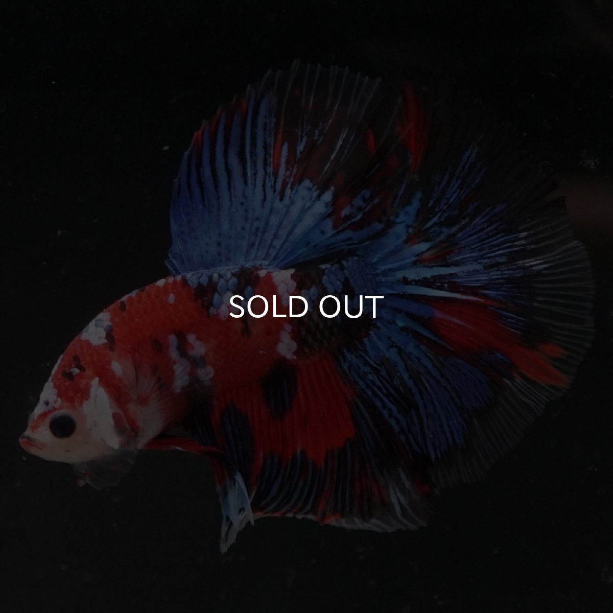 画像5: HM　鯉ギャラクシー (5)