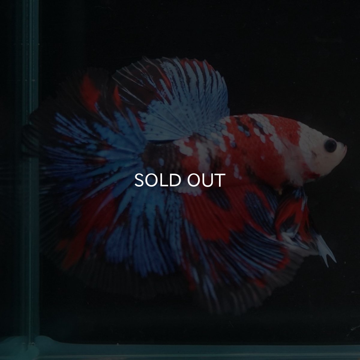 画像4: HM　鯉ギャラクシー (4)