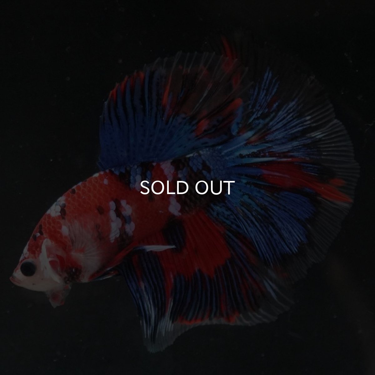 画像2: HM　鯉ギャラクシー (2)