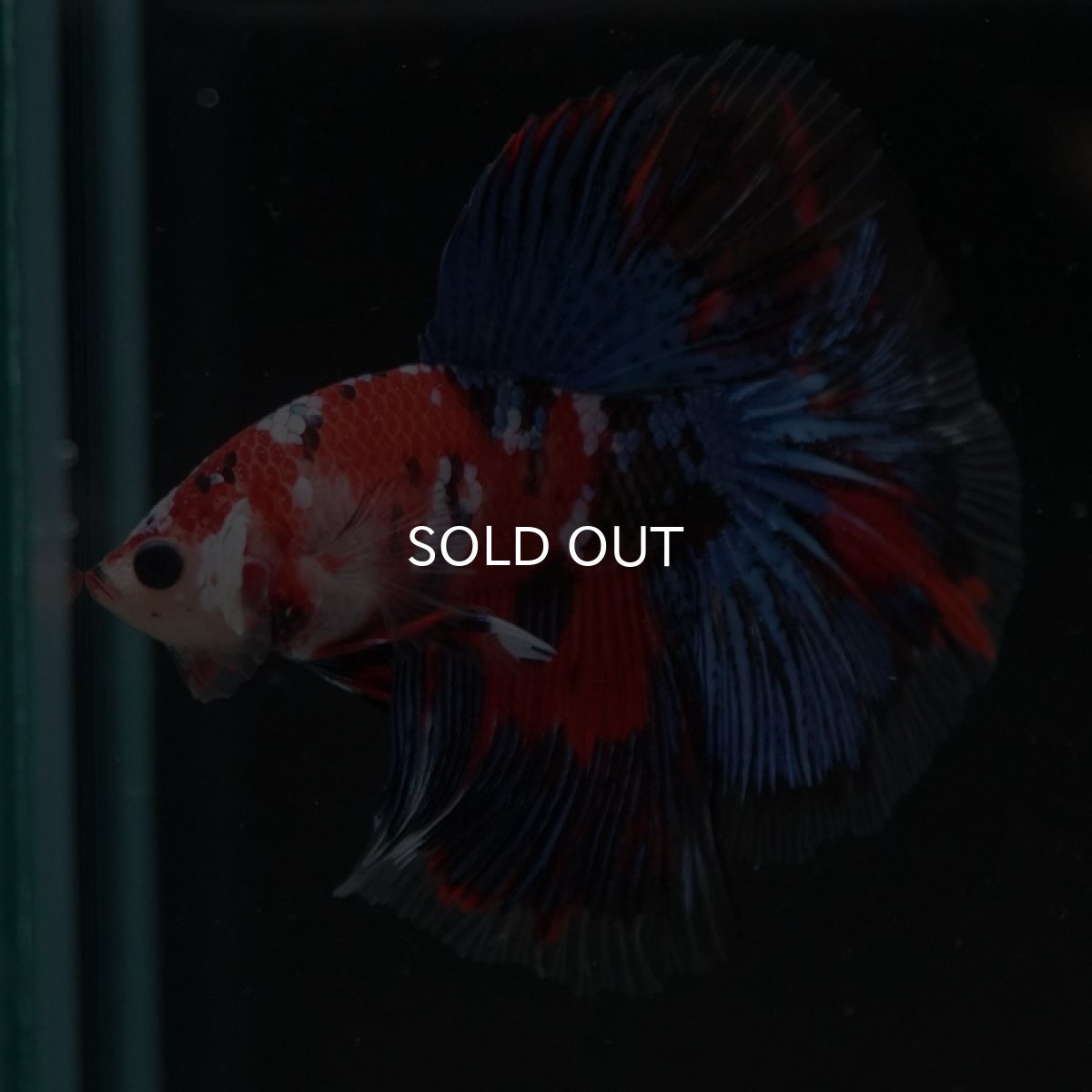 画像3: HM　鯉ギャラクシー (3)