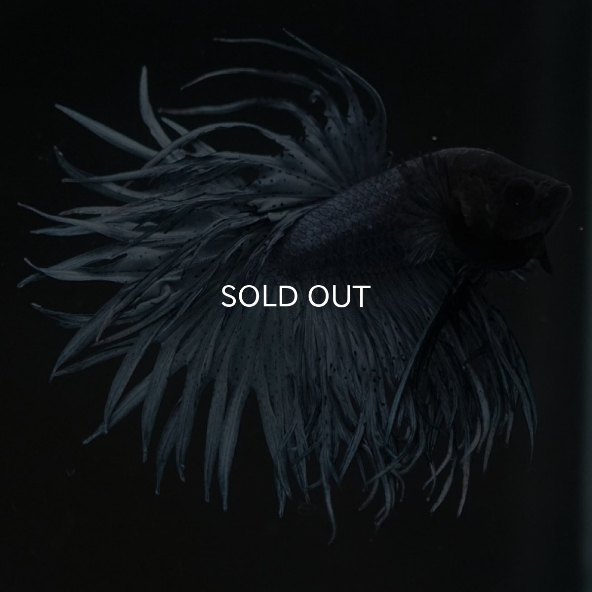 画像7: KCT　スチールブルー (7)