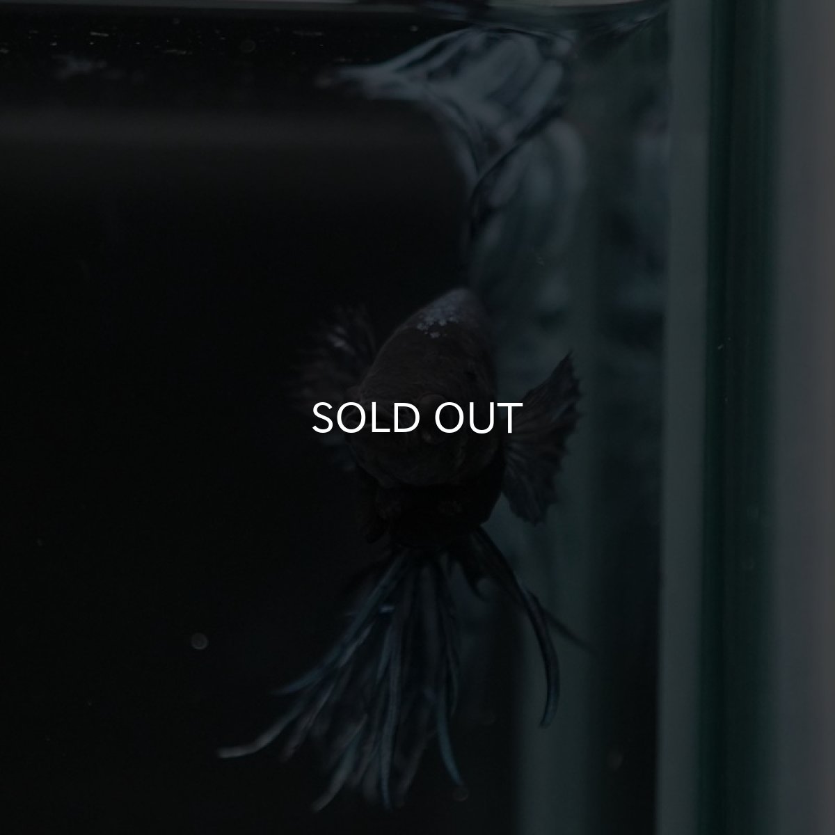 画像6: KCT　スチールブルー (6)