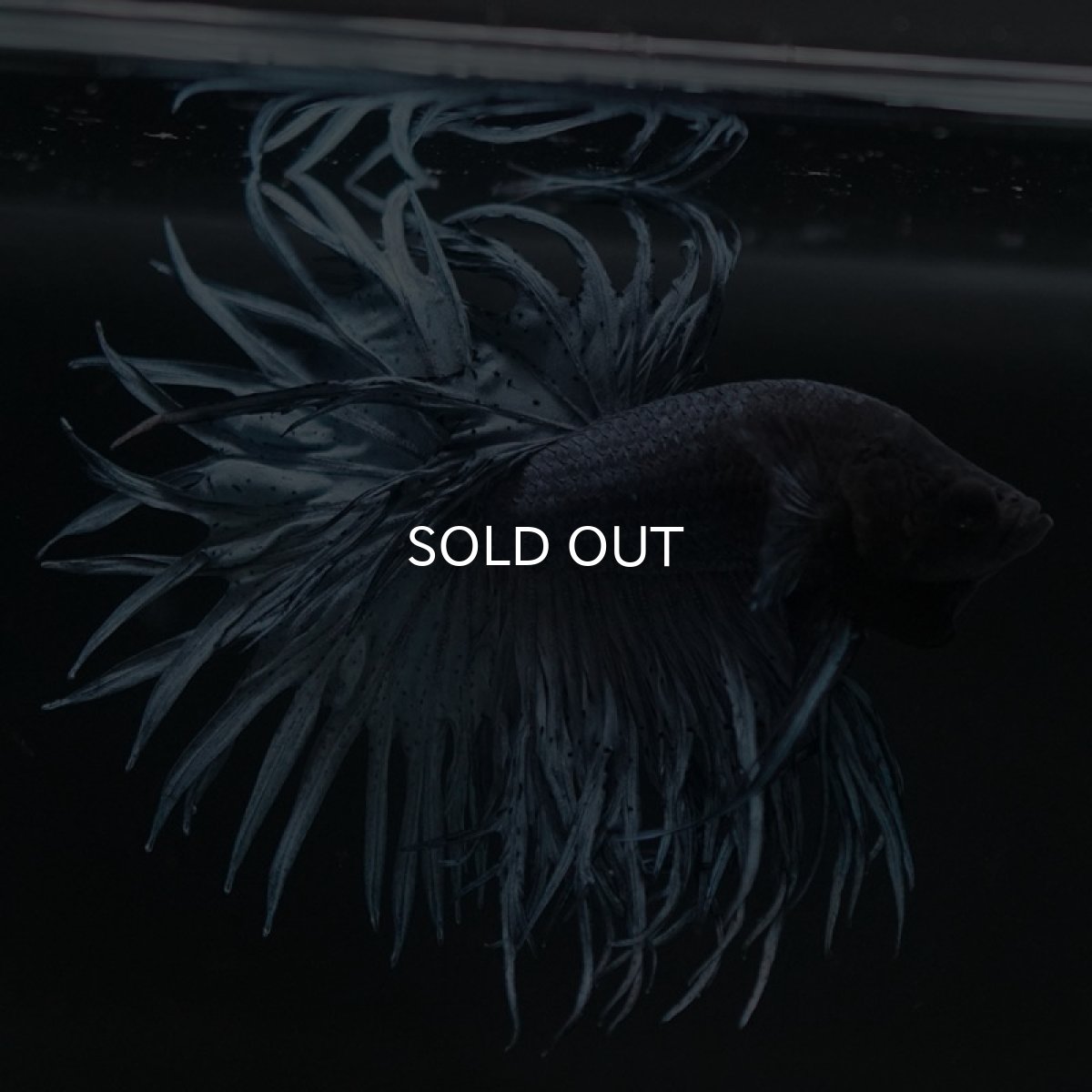 画像4: KCT　スチールブルー (4)