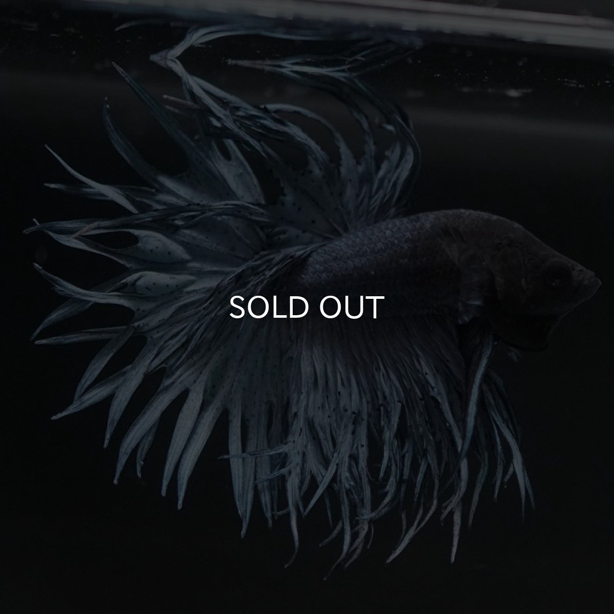 画像2: KCT　スチールブルー (2)