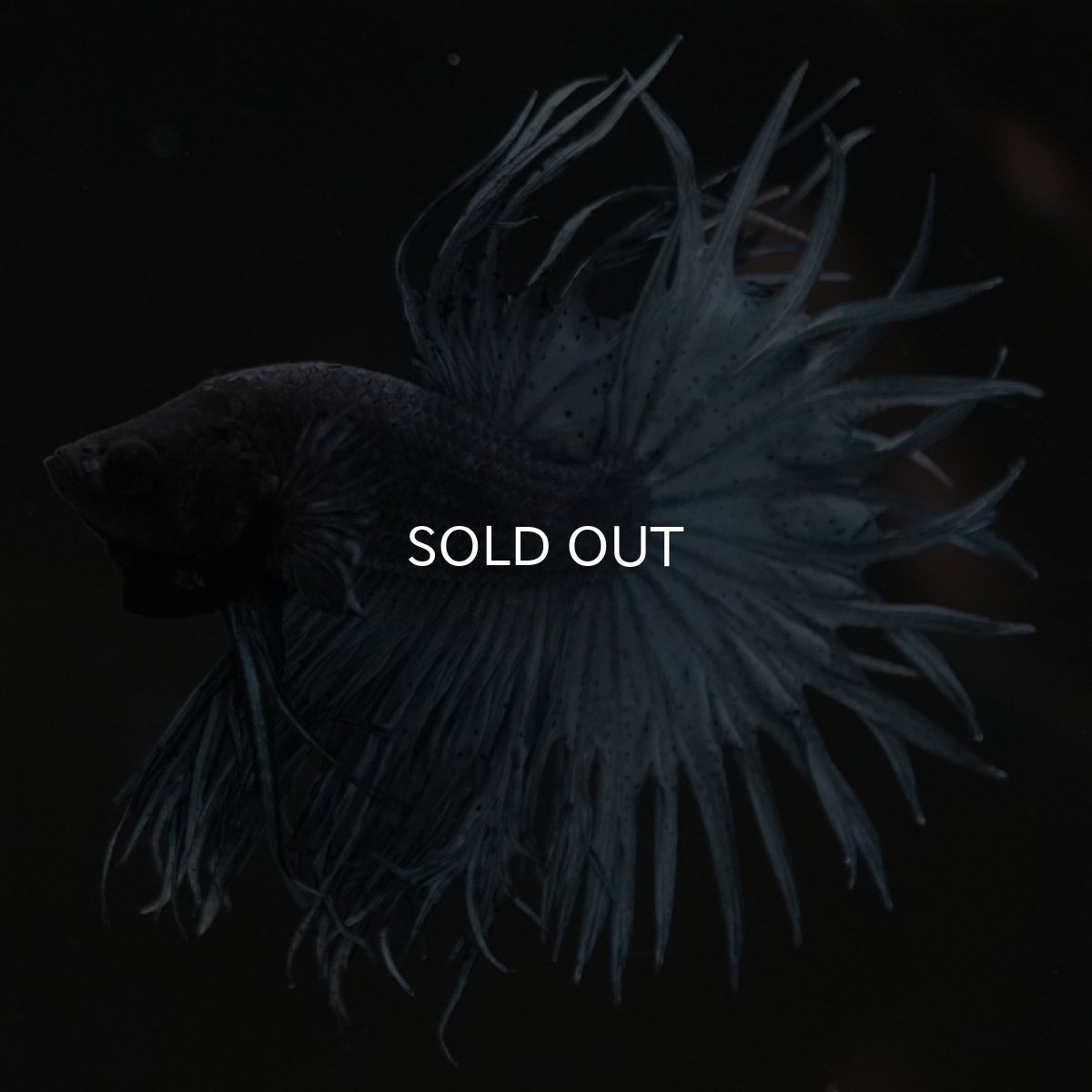 画像5: KCT　スチールブルー (5)