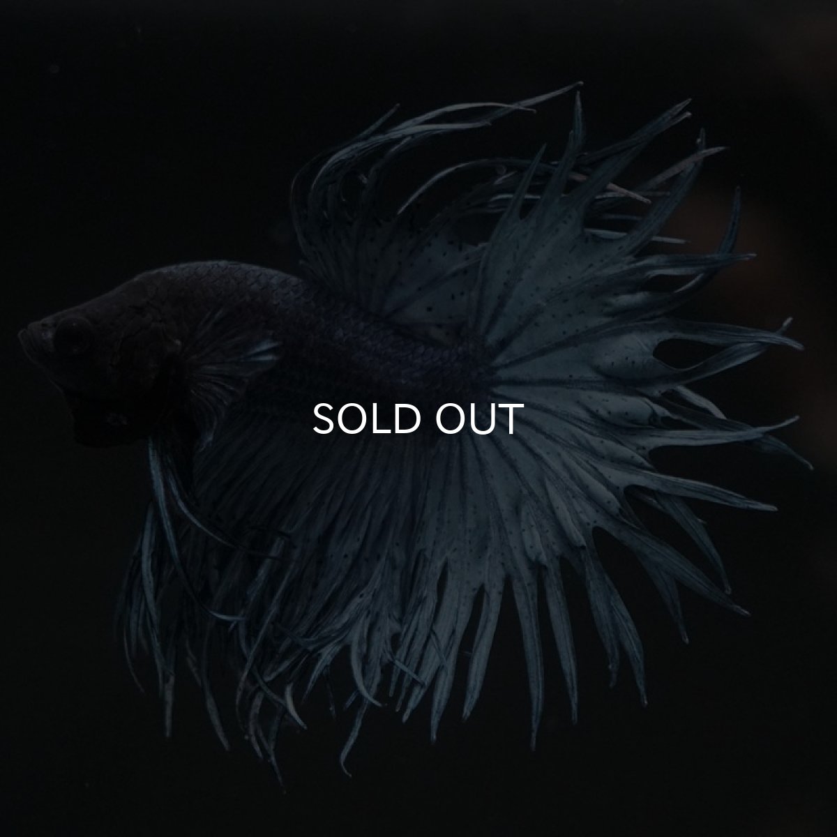 画像3: KCT　スチールブルー (3)