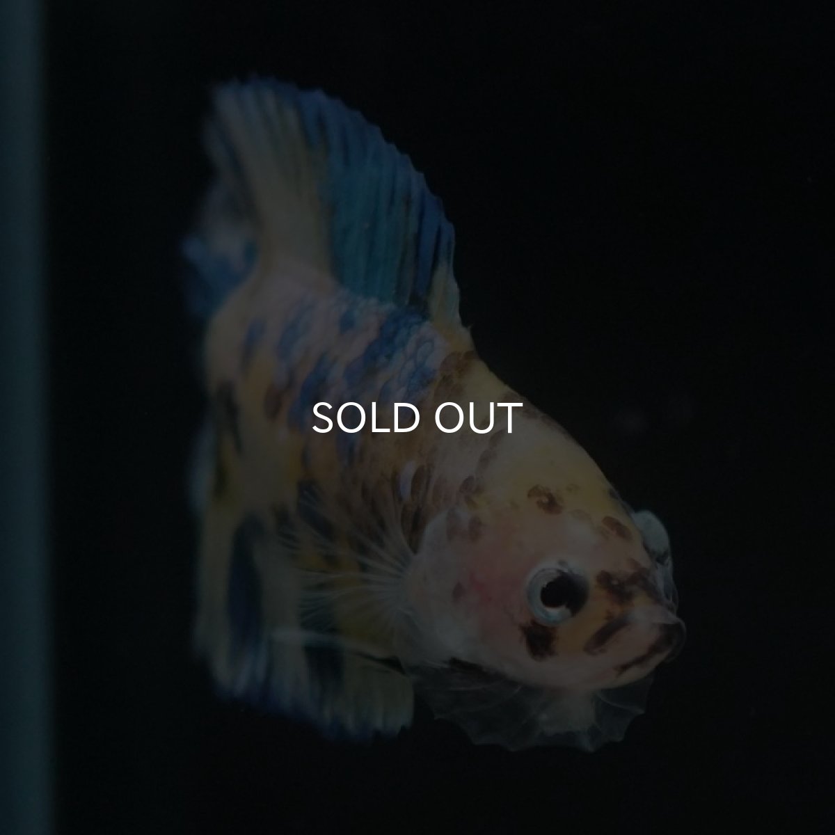 画像3: DTPK イエロータイガーギャラクシー (3)