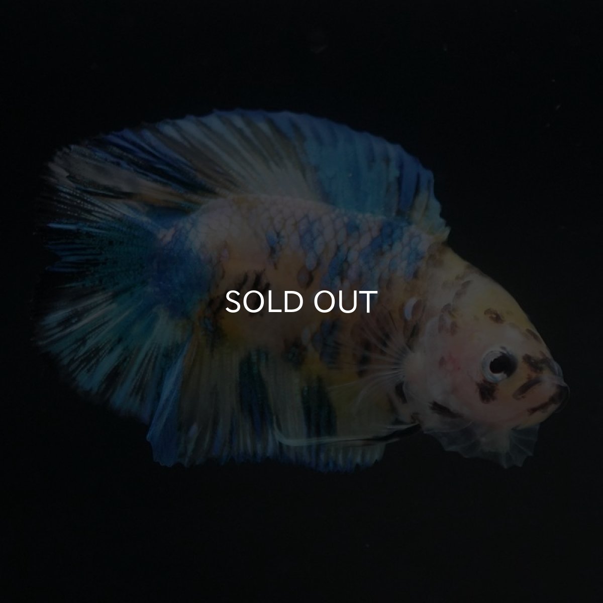 画像7: DTPK イエロータイガーギャラクシー (7)