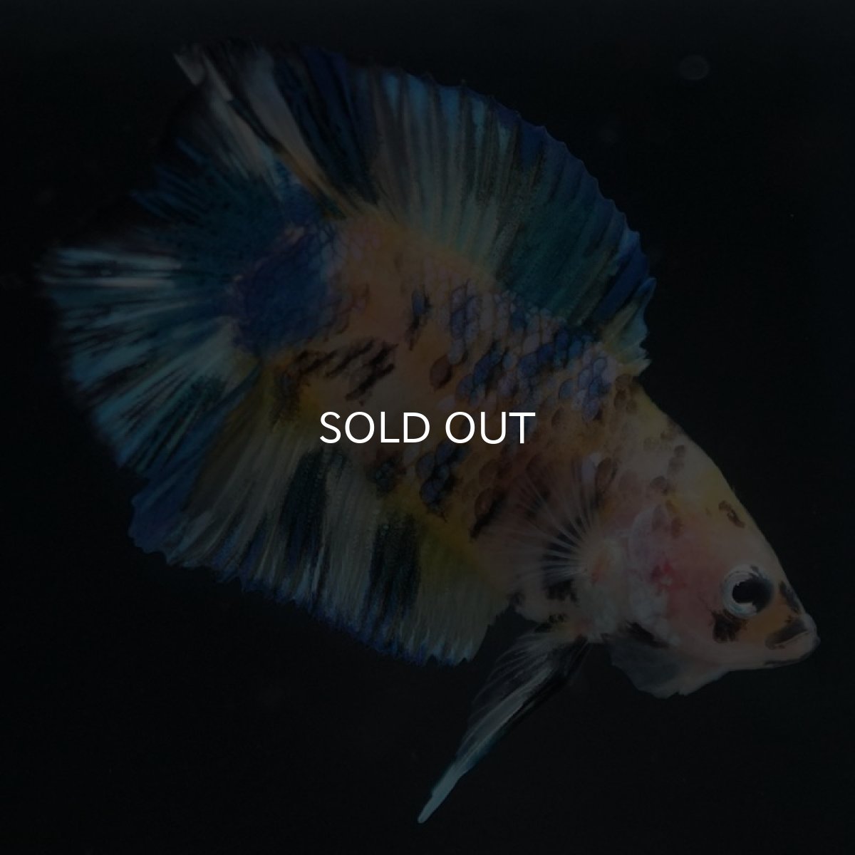 画像5: DTPK イエロータイガーギャラクシー (5)