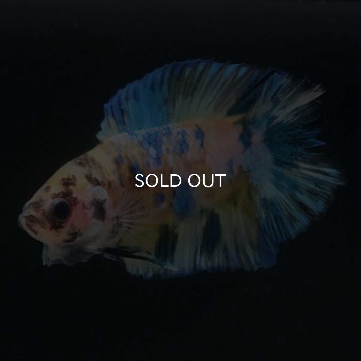 画像4: DTPK イエロータイガーギャラクシー (4)