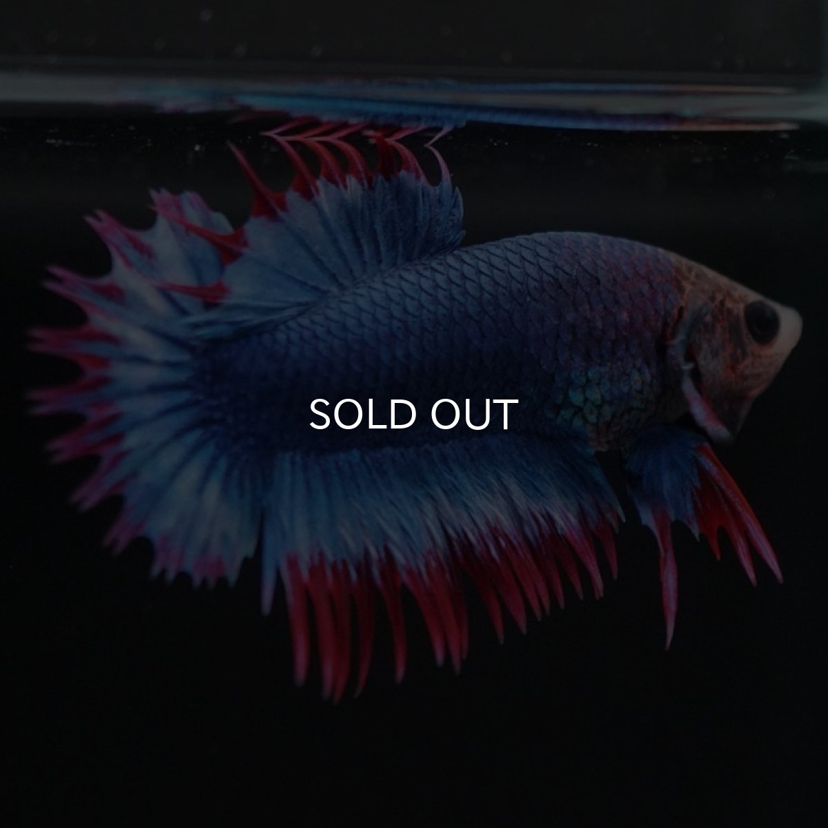 画像7: CTPK タイフラッグ (7)