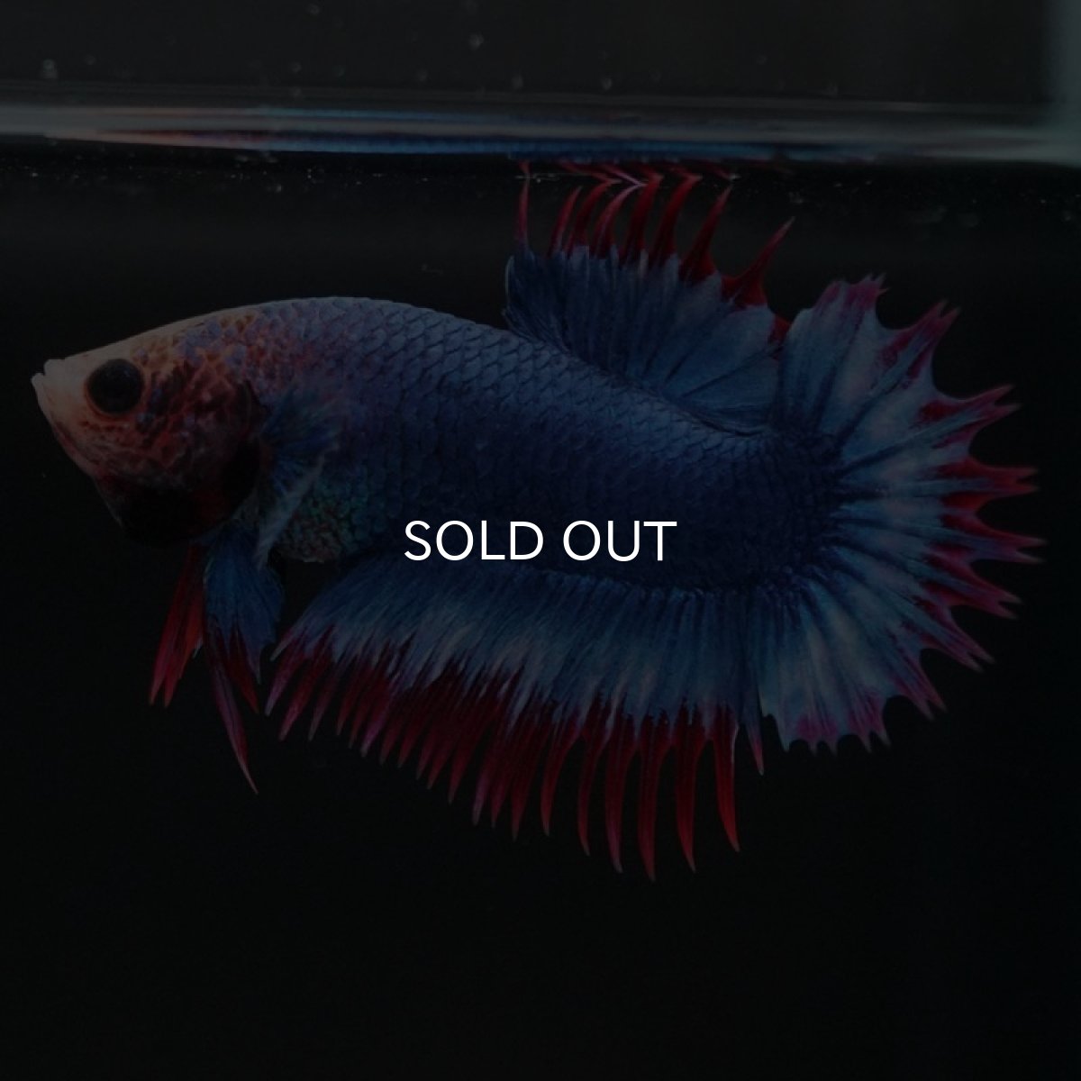 画像9: CTPK タイフラッグ (9)