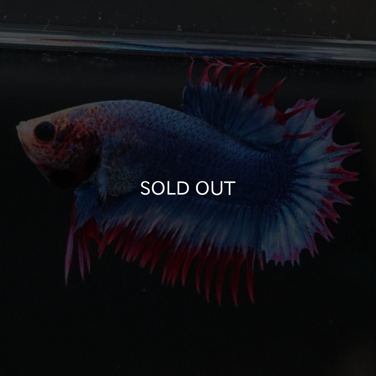 画像6: CTPK タイフラッグ (6)