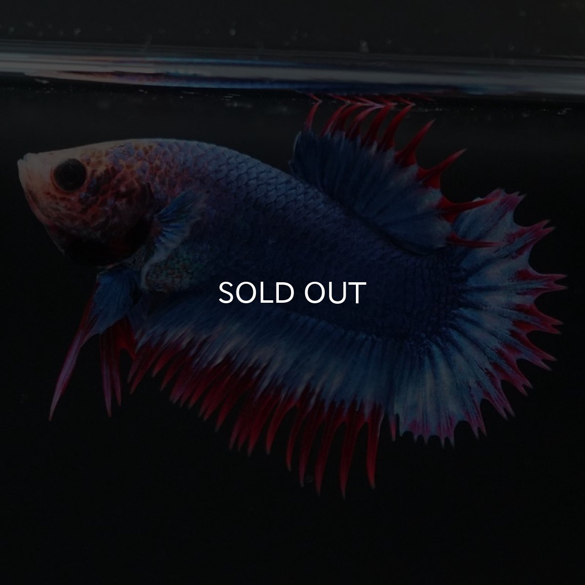 画像8: CTPK タイフラッグ (8)