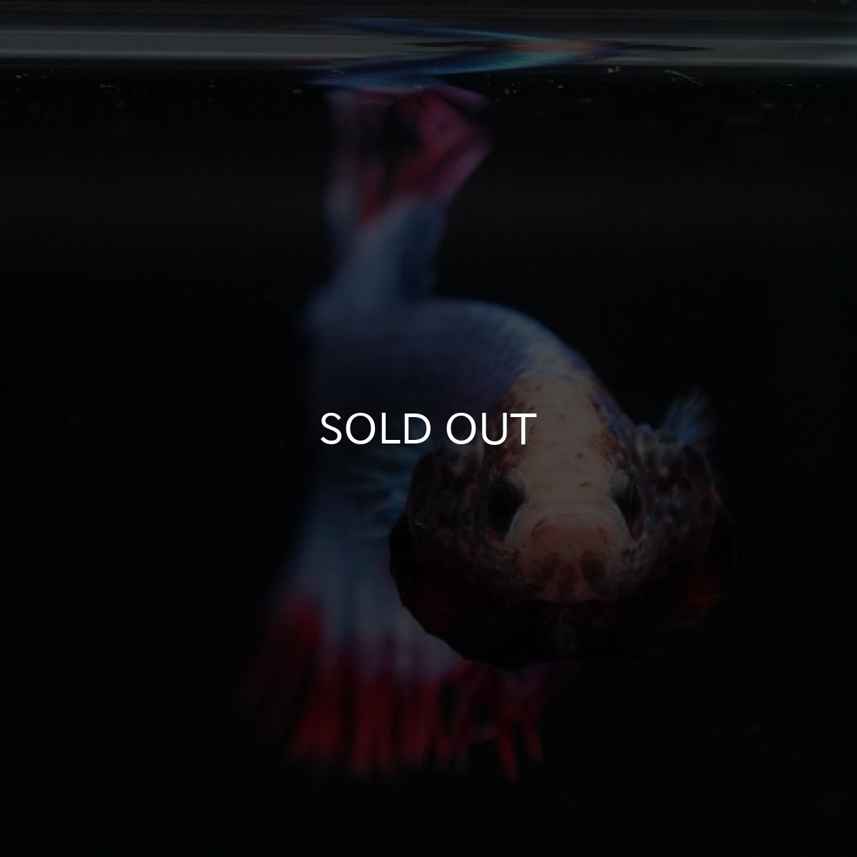 画像2: CTPK タイフラッグ (2)