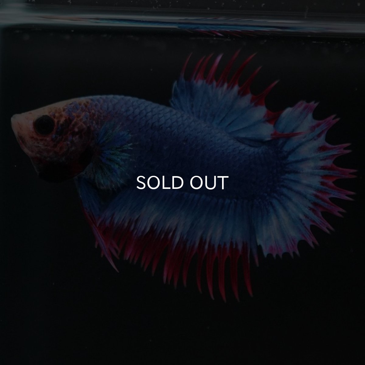 画像5: CTPK タイフラッグ (5)