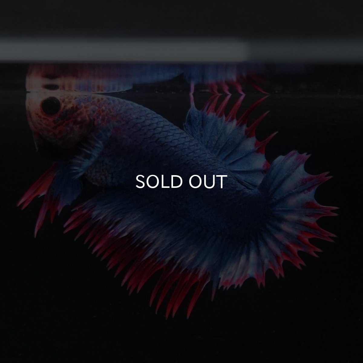 画像3: CTPK タイフラッグ (3)